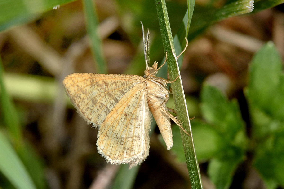 Geometridae? S, Isturgia arenacearia